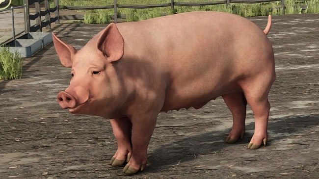 МОД Animal Package Vanilla Edition FS25 v1.0.0.0 (1.11.x) ДЛЯ FARMING SIMULATOR 2025 thumbnail 3